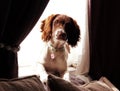 Cute adorable pet dog sitting laying on a window windowsill