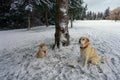 A cute and adorable photo of a little blonde pomeranian dog and a big blonde yellow lab patiently sitting together Royalty Free Stock Photo