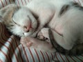Cute Lovely Baby Kitten Sleeping Picture