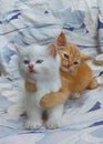 Cute adorable playful persian kittens