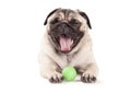 Cute adorable pug dog puppy lying down on floor winking with green ball Royalty Free Stock Photo