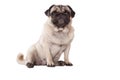 Cute adorable pug dog puppy sitting on floor isolated on white background
