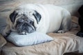 Cute and adorable pug is sleeping at home on a small bad for a dog - pug bored indoor looking at the camera - white dog Royalty Free Stock Photo