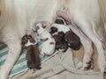 4 cute and adorable puppies just few hours old, still blind and very hungry, suckling on their mother`s teats