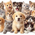 cute and adorable puppies and kittens together on white