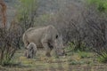 A cute and adorable Rhino calf and mother grazing peacefully in a South African game reserve Royalty Free Stock Photo