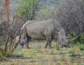 A cute and adorable Rhino calf and mother grazing peacefully in a South African game reserve Royalty Free Stock Photo