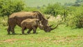 A cute and adorable Rhino calf and mother grazing peacefully in a South African game reserve Royalty Free Stock Photo