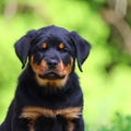 Cute and adorable Rottweiler in the park