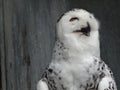 Cute and adorable snowy owl in the zoo Royalty Free Stock Photo