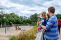 Cute adorable toddler girl and father watching and feeding giraffe in zoo. Happy baby child, daughter and dad, family