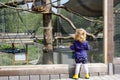 Cute adorable toddler girl watching funny monkeys on weedend or day trip to a zoo. Baby child observing wild animals at