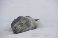 Cute adorable Weddell seal sleeping on the snow