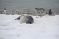 Cute adorable Weddell seal sleeping on the snow with penguins in the background