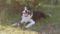 Cute and adorable Welsh Sheepdog sitting on the grass with it's tongue out