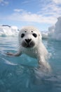 Cute and adorable white baby harp seal