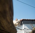 A cute and adorable white cat with grey stripes and blue eyes