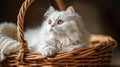 Cute adorable white fluffy Persian cat lying in a wicker basket. Accessories for pets