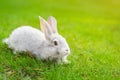 Cute adorable white fluffy rabbit sitting on green grass lawn at backyard. Small sweet bunny walking by meadow in green garden on Royalty Free Stock Photo