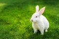 Cute adorable white fluffy rabbit sitting on green grass lawn at backyard. Small sweet bunny walking by meadow in green garden on Royalty Free Stock Photo