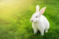 Cute adorable white fluffy rabbit sitting on green grass lawn at backyard. Small sweet bunny walking by meadow in green Royalty Free Stock Photo