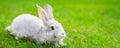 Cute adorable white fluffy rabbit sitting on green grass lawn at backyard. Small sweet bunny walking by meadow in green garden on Royalty Free Stock Photo