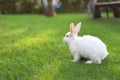 Cute adorable white fluffy rabbit sitting on green grass lawn at backyard. Small sweet bunny walking by meadow in green Royalty Free Stock Photo