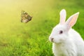 Cute adorable white fluffy rabbit sitting on green grass lawn and looking on beautiful flying butterfly at backyard. Small sweet Royalty Free Stock Photo