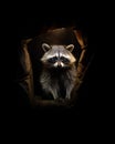 A cute adorable wild raccoon on his den, black background
