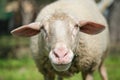 Cute adorable wool sheep face portrait close up,ovine animals breeding