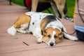 Cute adult abandoned Dog with sad eyes from shelter waiting to be adopted. Concept of Loneliness, uselessness and social Royalty Free Stock Photo