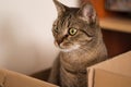 cat playful in a paper box