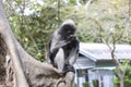 Cute adult dusky leaf monkey sits on a tree waiting for a treat from people