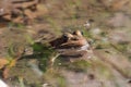 Frog sitting in pond water close up Royalty Free Stock Photo