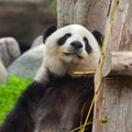 Cute giant panda bear looking in the camera Royalty Free Stock Photo