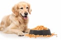 Cute adult golden retriever looking at plate full of pet food over white isolated background Royalty Free Stock Photo