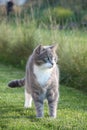 Cute adult gray cat standing in the grass