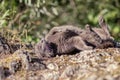 Cute adult grey cat with beautiful green eyes lying on a rock Royalty Free Stock Photo