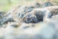 Cute adult grey cat with beautiful green eyes lying on a rock Royalty Free Stock Photo