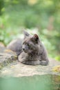 Cute adult grey cat with beautiful green eyes lying on a rock Royalty Free Stock Photo