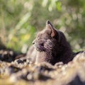 Cute adult grey cat with beautiful green eyes lying on a rock Royalty Free Stock Photo