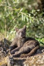 Cute adult grey cat with beautiful green eyes lying on a rock Royalty Free Stock Photo