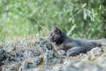 Cute adult grey cat with beautiful green eyes lying on a rock Royalty Free Stock Photo