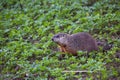 Cute adult groundhog seen mouth full eating ground cover plants Royalty Free Stock Photo