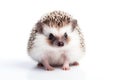 Cute hedgehog on white