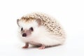Cute hedgehog on white