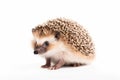 Cute hedgehog on white