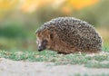 Cute adult hedgehog