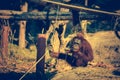 A cute adult Orangutan in the zoo. Cross Process.