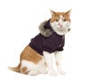 Cute adult red and white cat sitting wearing a winter coat